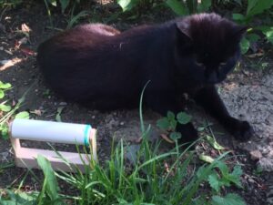 Bild eines Fusselrollers mit Katze